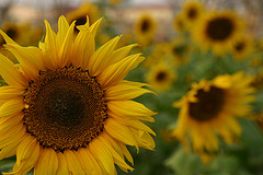 girasoles